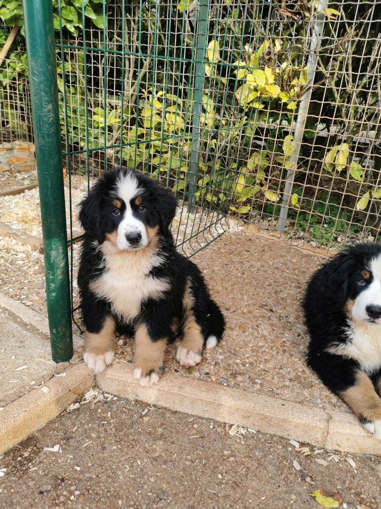 du roi des lacs - Chiot disponible  - Bouvier Bernois