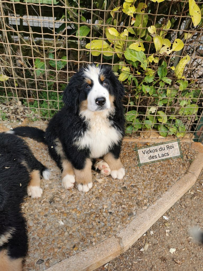 du roi des lacs - Chiot disponible  - Bouvier Bernois