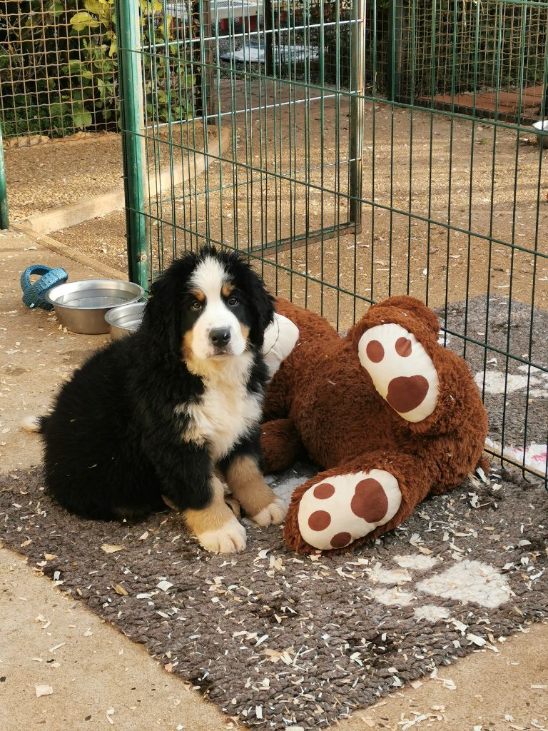 du roi des lacs - Chiot disponible  - Bouvier Bernois