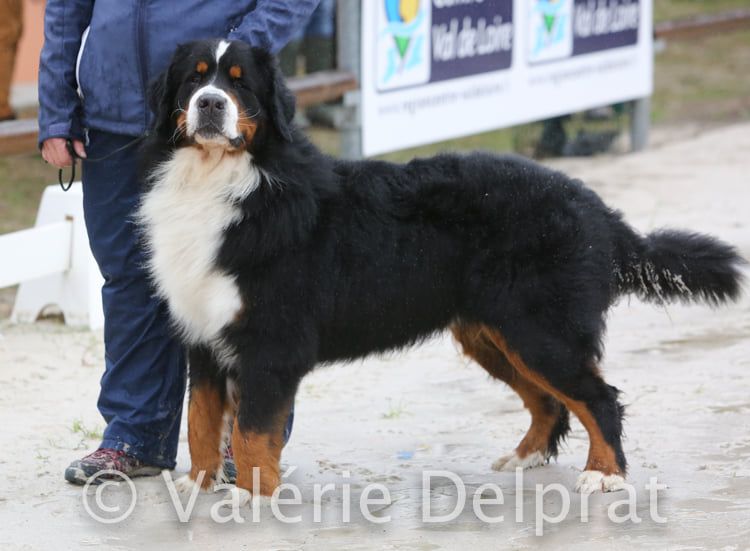 Loki du roi des lacs