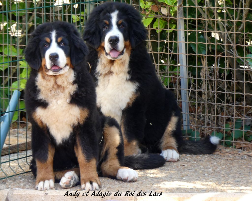 Chiots disponibles