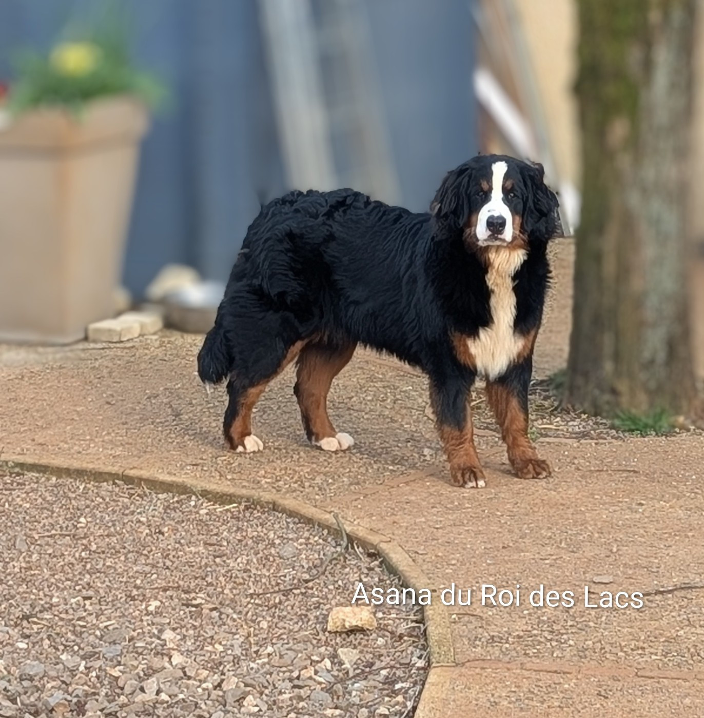 Jeune femelle disponible