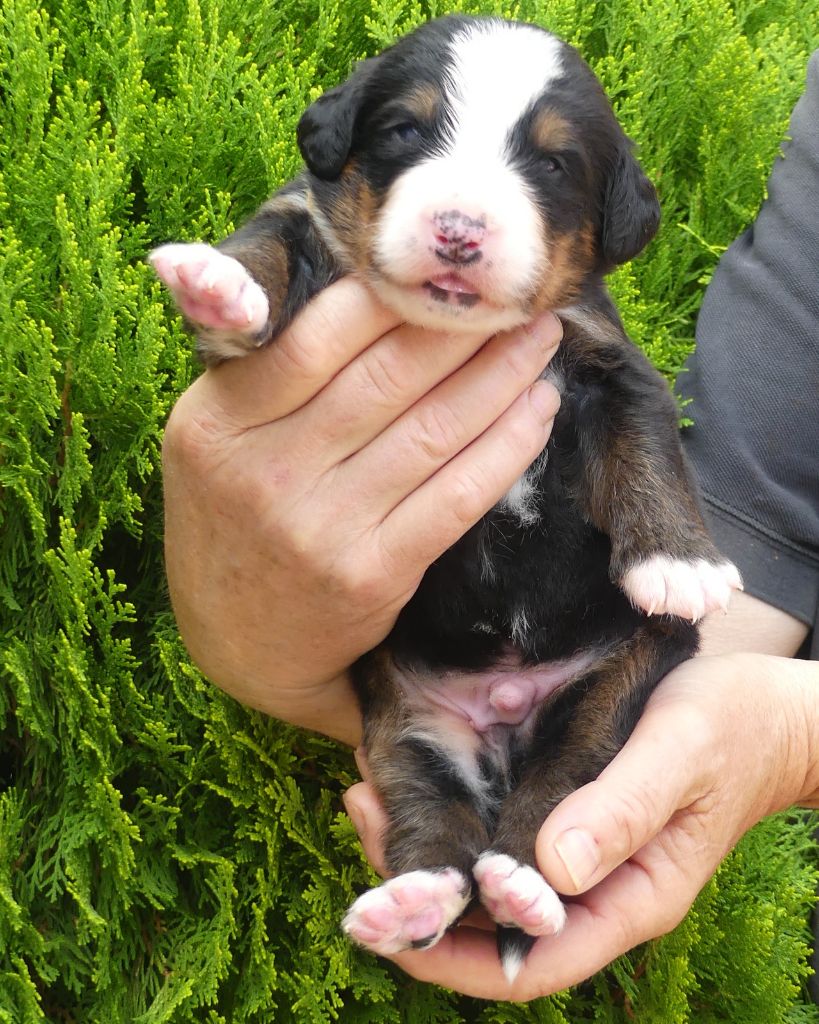 du roi des lacs - Chiots disponibles - Bouvier Bernois