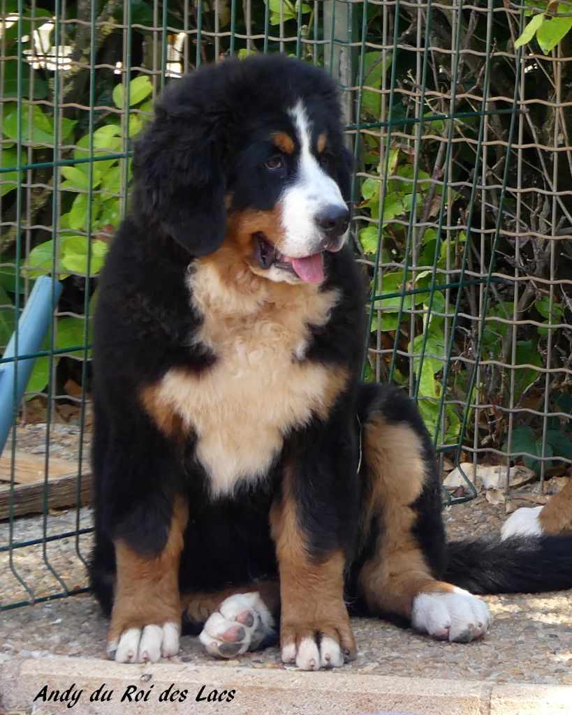 du roi des lacs - Chiots disponibles - Bouvier Bernois