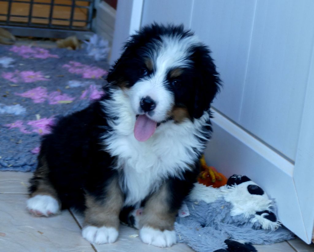du roi des lacs - Chiots disponibles - Bouvier Bernois