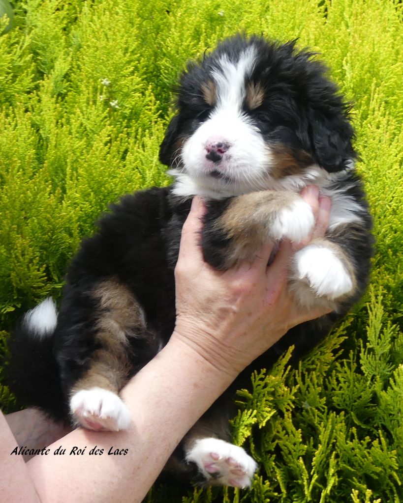 du roi des lacs - Chiots disponibles - Bouvier Bernois