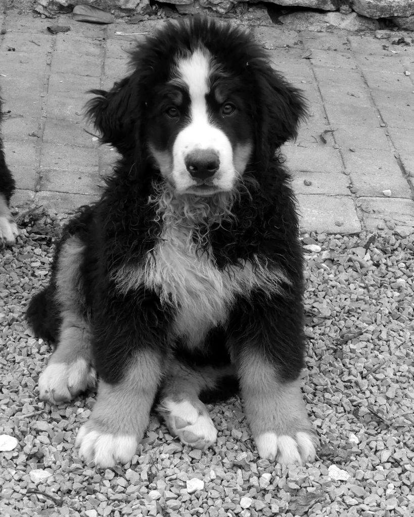 du roi des lacs - Chiots disponibles - Bouvier Bernois