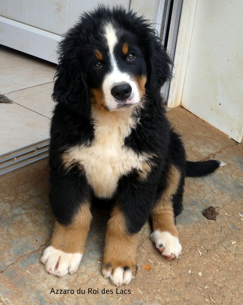 du roi des lacs - Chiots disponibles - Bouvier Bernois