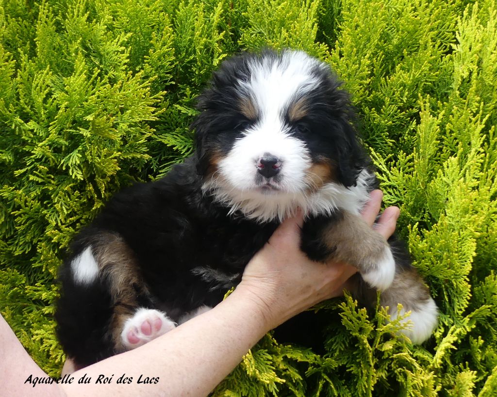 du roi des lacs - Chiots disponibles - Bouvier Bernois
