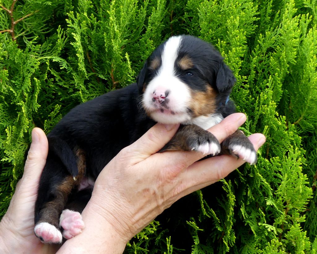 du roi des lacs - Chiots disponibles - Bouvier Bernois