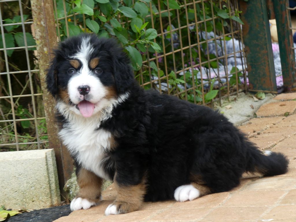 du roi des lacs - Chiots disponibles - Bouvier Bernois