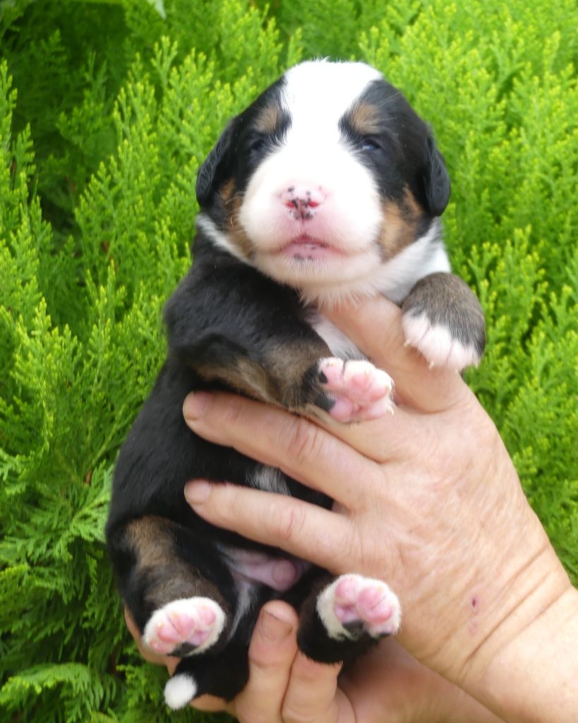 du roi des lacs - Chiots disponibles - Bouvier Bernois