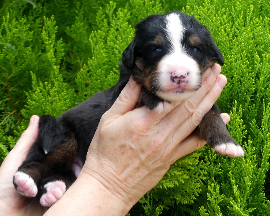 du roi des lacs - Chiots disponibles - Bouvier Bernois