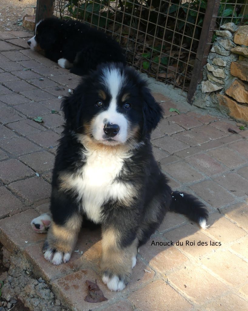 du roi des lacs - Chiots disponibles - Bouvier Bernois