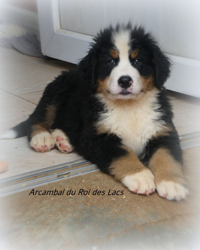 du roi des lacs - Chiots disponibles - Bouvier Bernois