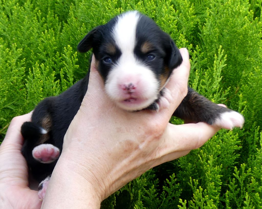 du roi des lacs - Chiots disponibles - Bouvier Bernois