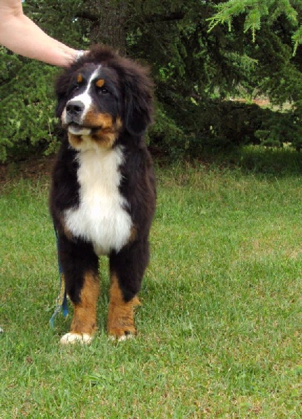 Chiot Bouvier Bernois du roi des lacs