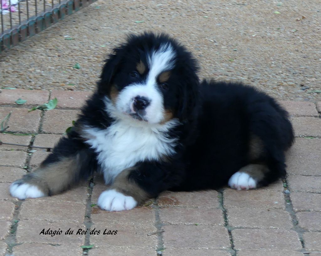 du roi des lacs - Chiots disponibles - Bouvier Bernois