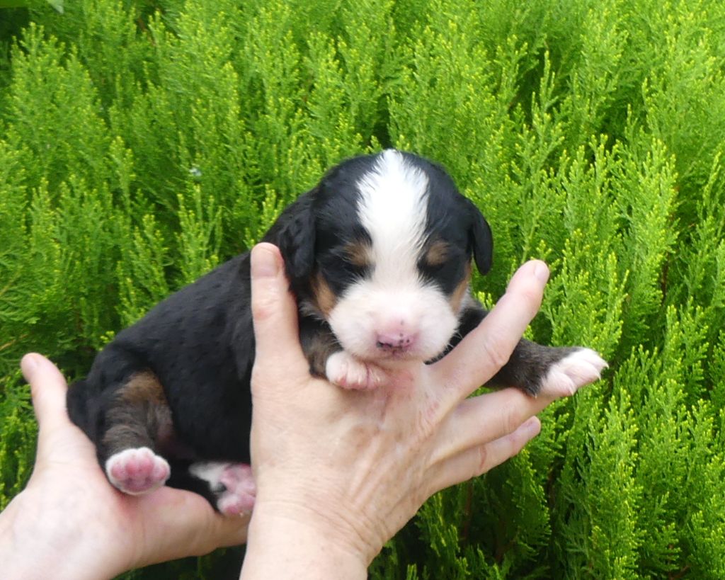 du roi des lacs - Chiots disponibles - Bouvier Bernois