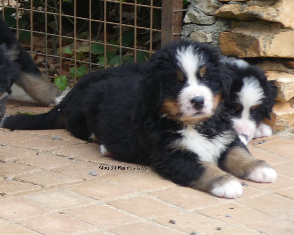 du roi des lacs - Chiots disponibles - Bouvier Bernois
