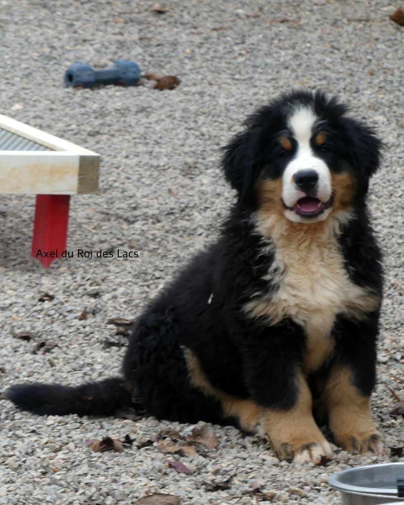 du roi des lacs - Chiots disponibles - Bouvier Bernois