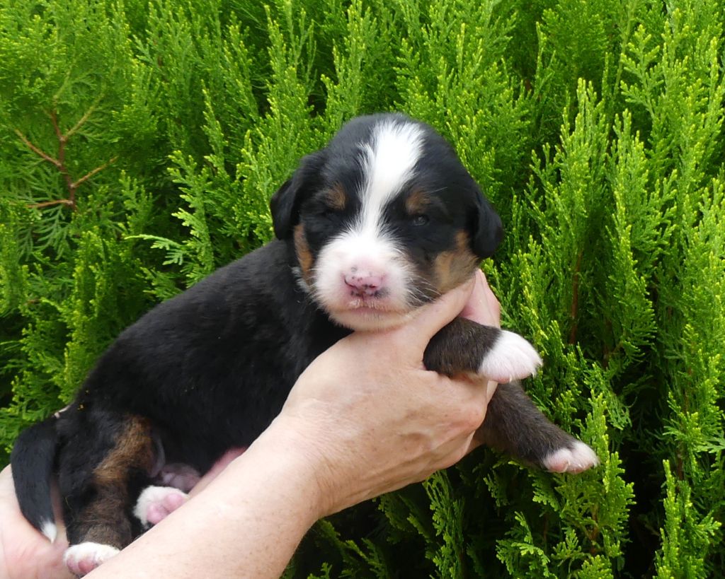 du roi des lacs - Chiots disponibles - Bouvier Bernois