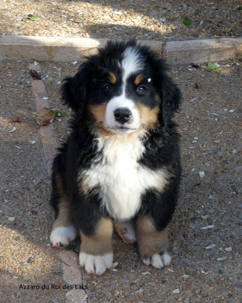 du roi des lacs - Chiots disponibles - Bouvier Bernois