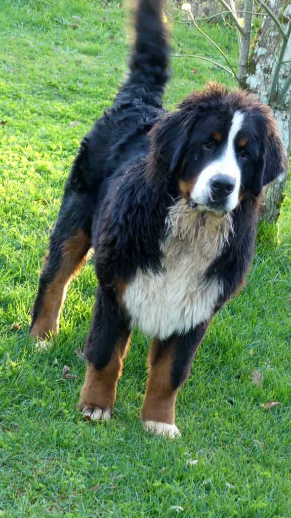 du roi des lacs - Chiots disponibles - Bouvier Bernois