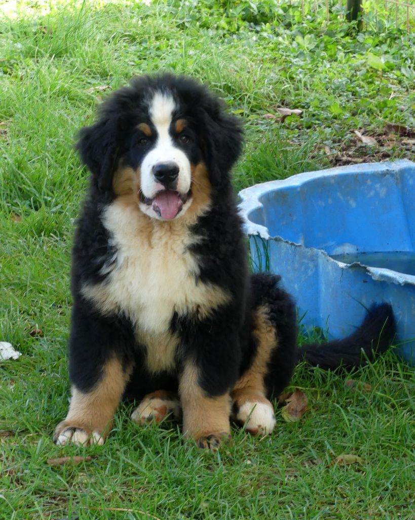 du roi des lacs - Chiots disponibles - Bouvier Bernois