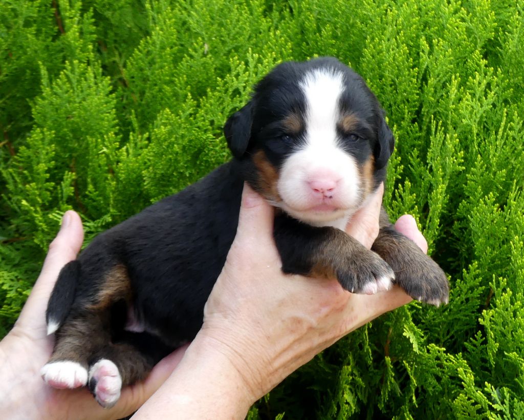 du roi des lacs - Chiots disponibles - Bouvier Bernois