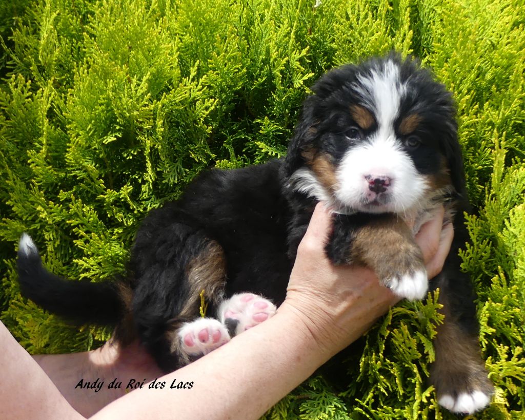 du roi des lacs - Chiots disponibles - Bouvier Bernois