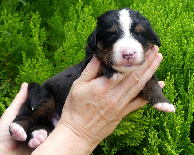ASLAN 