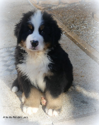 ARLO
