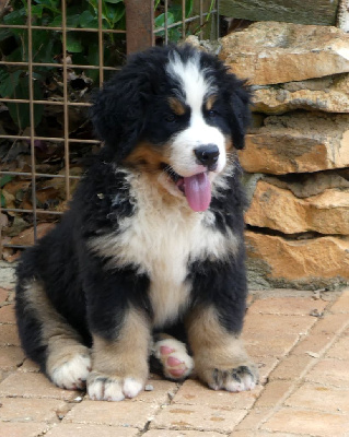 AXEL