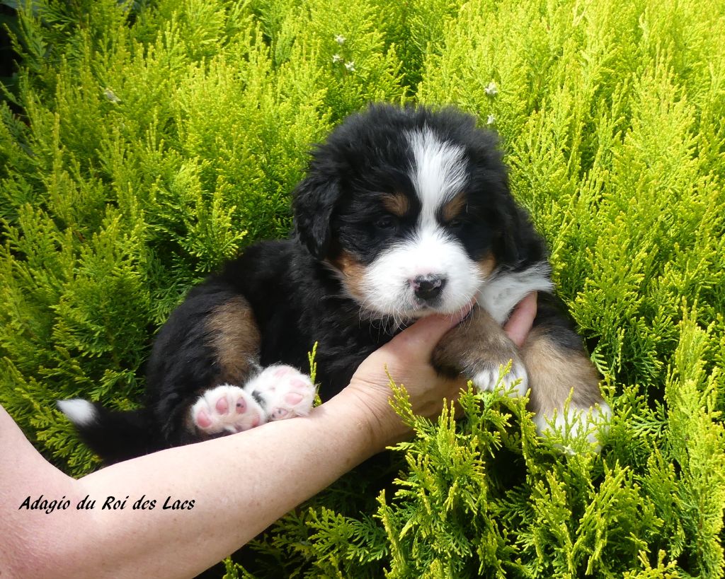 du roi des lacs - Chiots disponibles - Bouvier Bernois