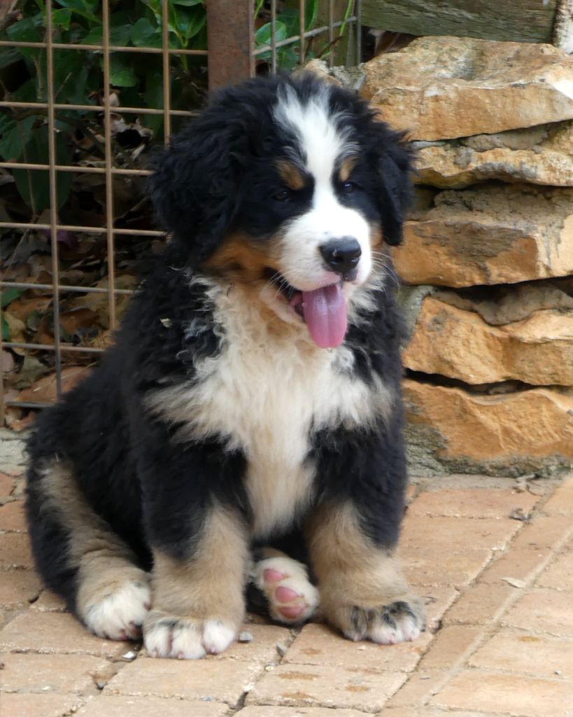 du roi des lacs - Chiots disponibles - Bouvier Bernois