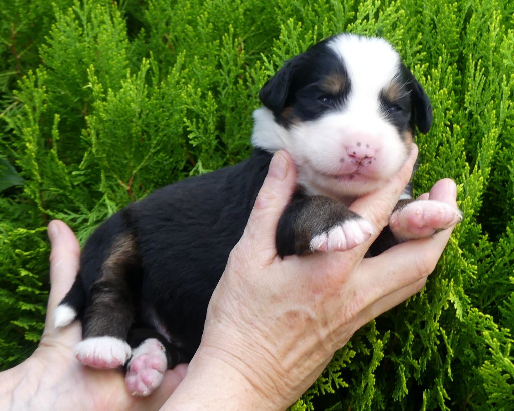 du roi des lacs - Chiots disponibles - Bouvier Bernois