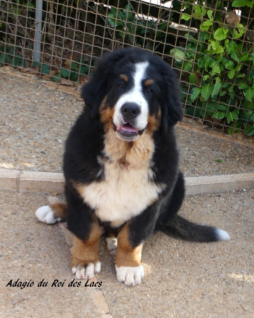 du roi des lacs - Chiots disponibles - Bouvier Bernois