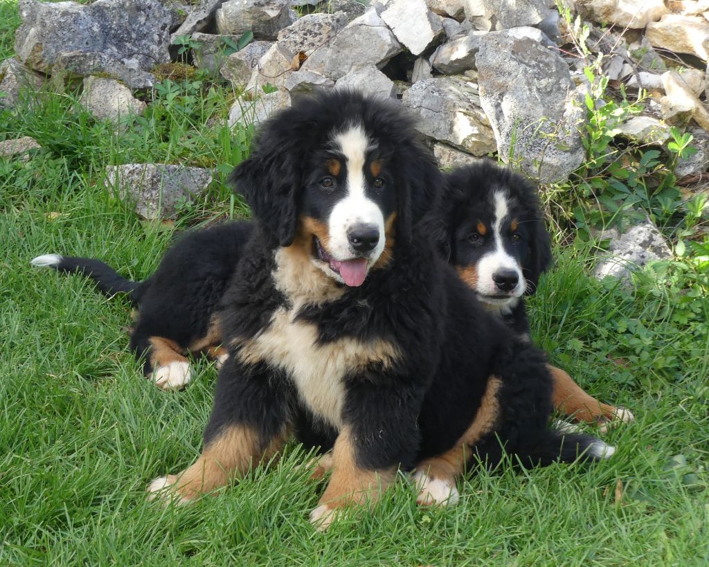 du roi des lacs - Chiots disponibles - Bouvier Bernois