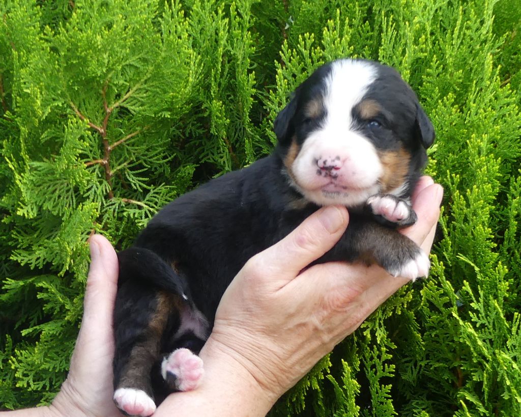 du roi des lacs - Chiots disponibles - Bouvier Bernois