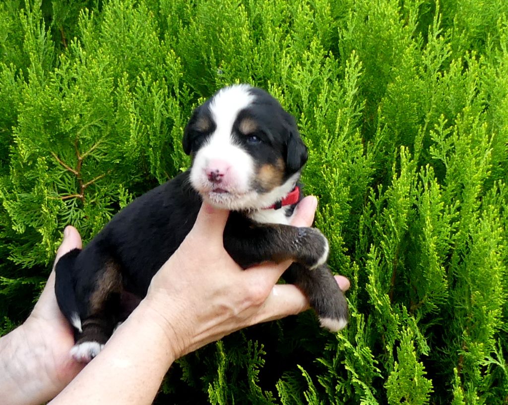 du roi des lacs - Chiots disponibles - Bouvier Bernois